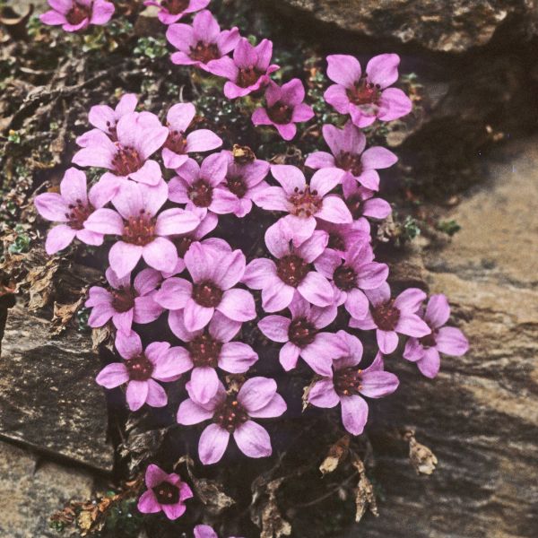 Saxifraga oppositifolia Svalbard E. Fremstad 1981 2